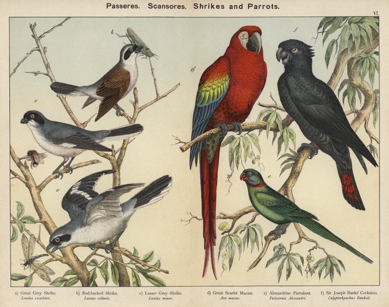 Passeres, Scansores, Pies-grièches et Perroquets - European School