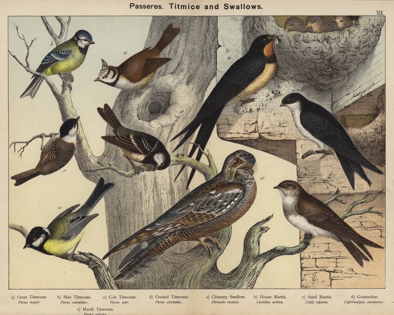 Passereaux, Mésanges et Hirondelles - European School