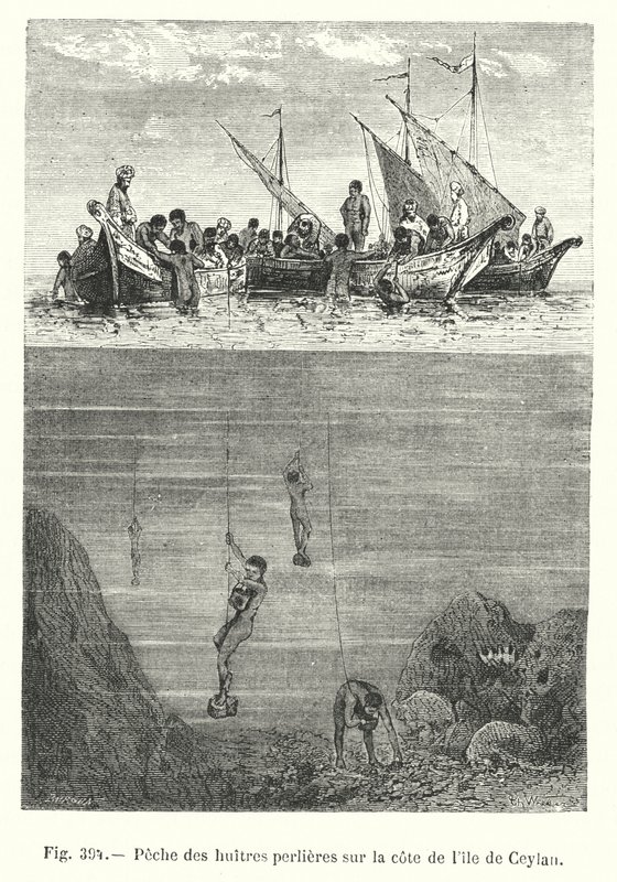 Pêche des huîtres perlières sur la côte de l