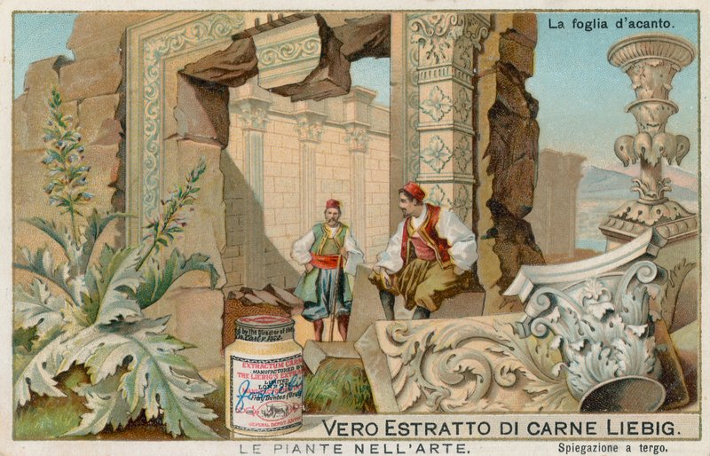 Les plantes dans l