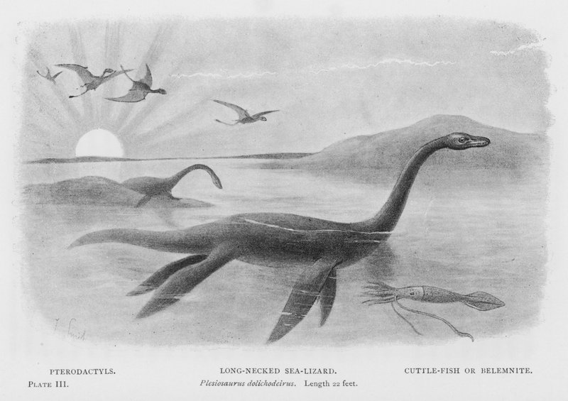 Ptérodactyles, Lézard marin à long cou, Plesiosaurus dolichodeirus, Longueur 22 pieds, Seiche ou Bélemnite - European School
