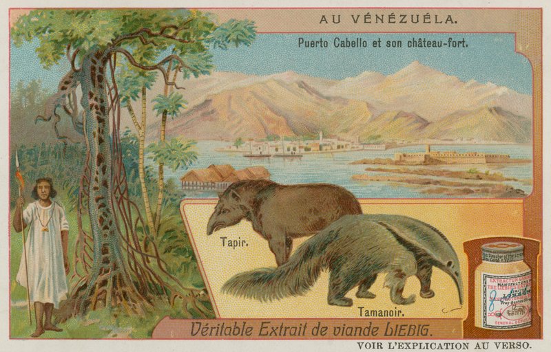 Puerto Cabello et son Fort avec un Tapir et un Fourmilier - European School