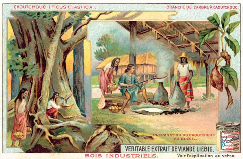 Arbre à caoutchouc - European School