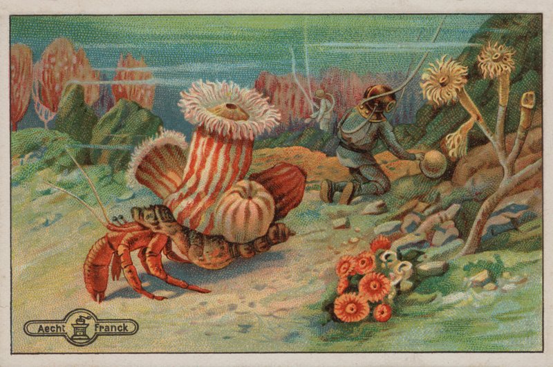 Scène au fond de la mer (chromolitho) - European School