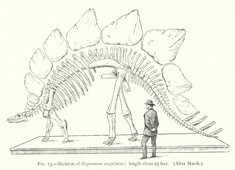 Squelette de Stegosaurus ungulatus - European School
