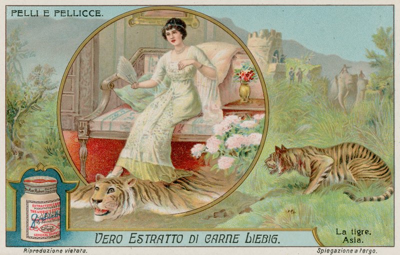 Le tigre - European School