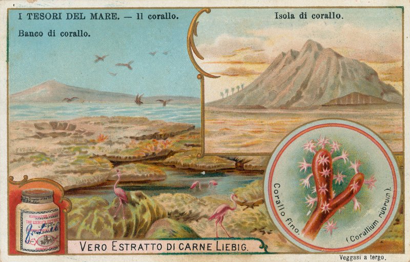 Trésors de la mer, carte Liebig, début du 20e siècle (chromo) - European School