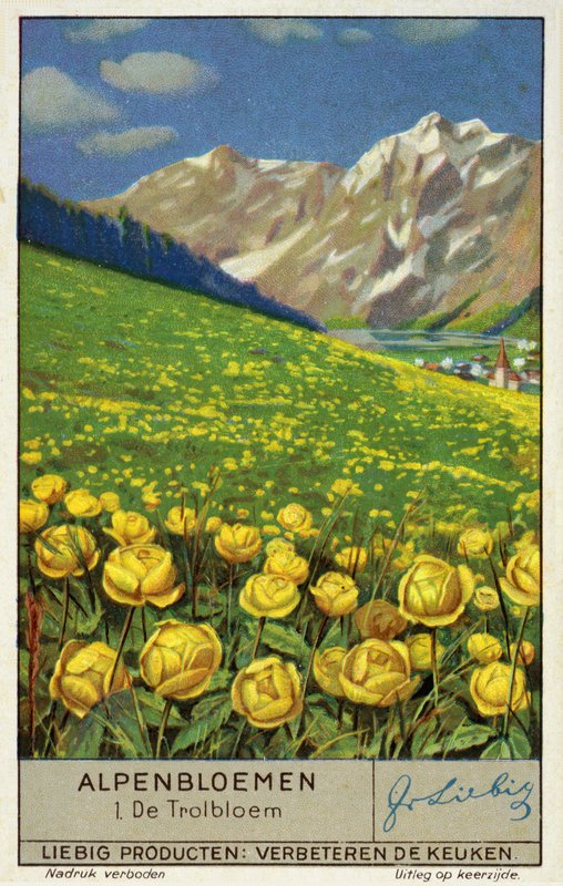 Trollius (chromolitho) (globeflower) - European School