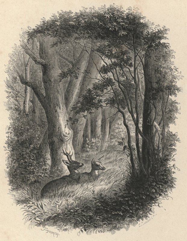Un coin de la forêt de Fontainebleau - European School