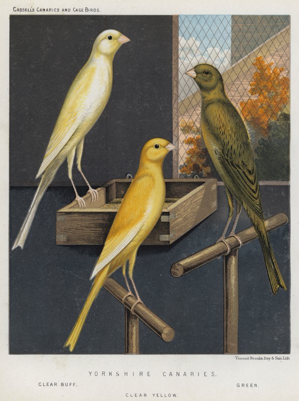 Canaris du Yorkshire, Buff clair, Vert, Jaune clair - European School