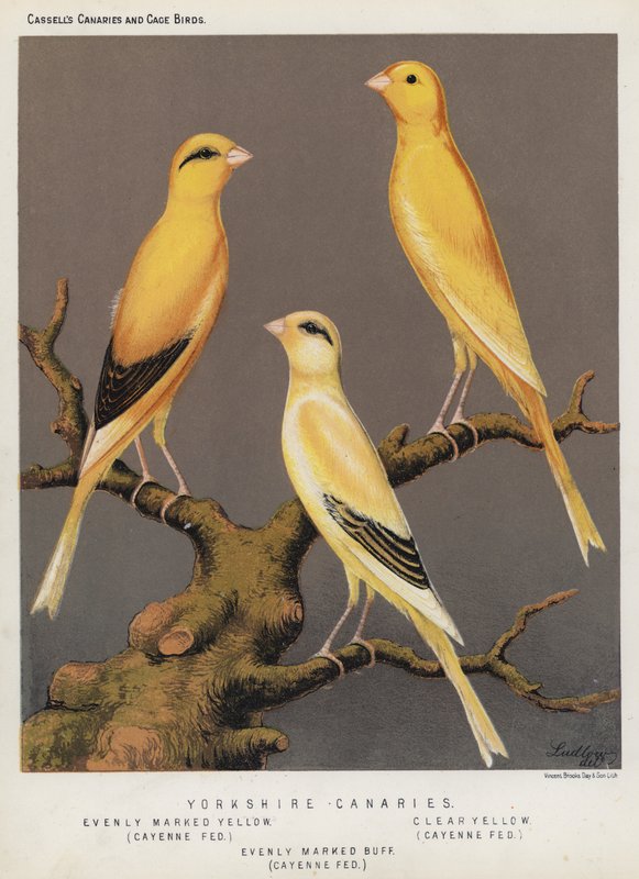 Canaris du Yorkshire, jaune uniformément marqué, nourri au poivre de Cayenne, jaune clair, nourri au poivre de Cayenne, buff uniformément marqué, nourri au poivre de Cayenne - European School