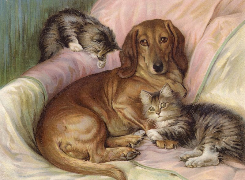 Camarades de jeu - chien et deux chats, assis sur un canapé - Fannie Moody