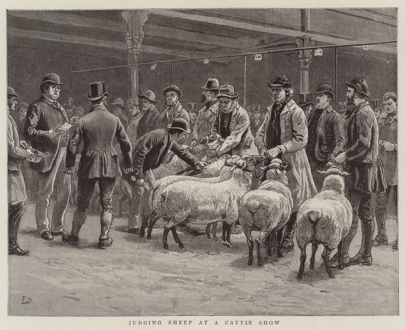 Jugement des moutons à une exposition de bétail - Frank Dadd