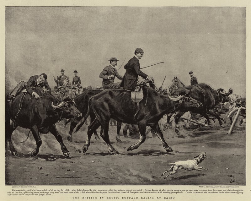 Les Britanniques en Égypte, course de buffles au Caire - Frank Dadd