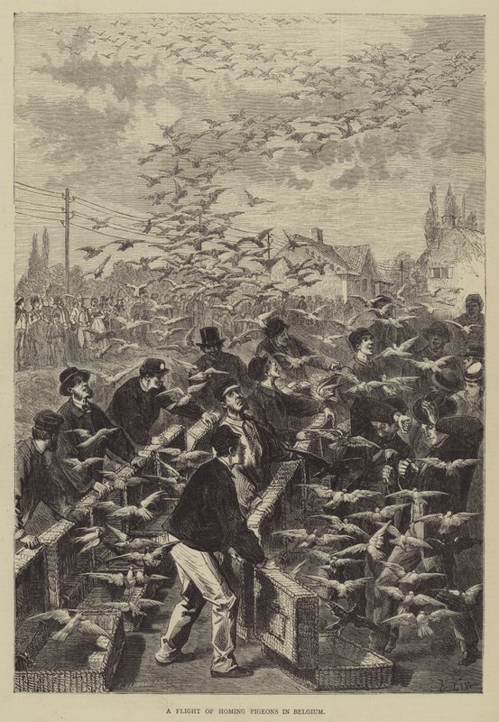 Un vol de pigeons voyageurs en Belgique - Frederic Theodore Lix