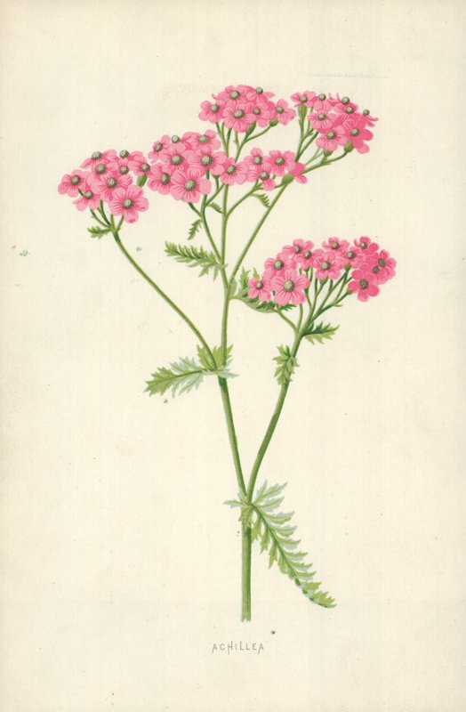 Achillée - Frederick Edward Hulme