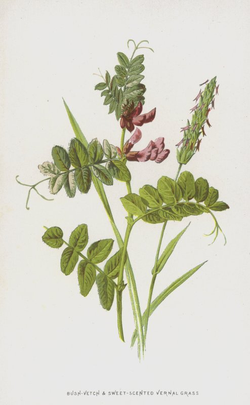 Vesce des haies et Flouve odorante - Frederick Edward Hulme