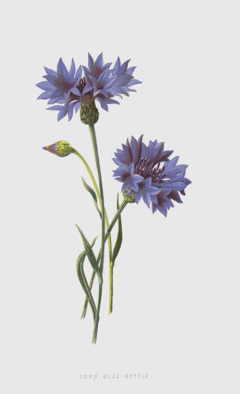 Bleuet des champs - Frederick Edward Hulme