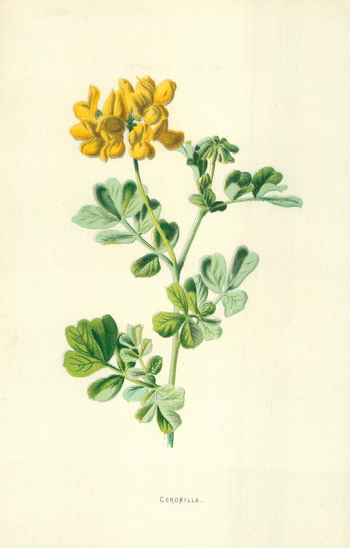 Coronille - Frederick Edward Hulme