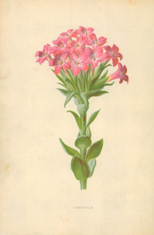 Crassula - Frederick Edward Hulme