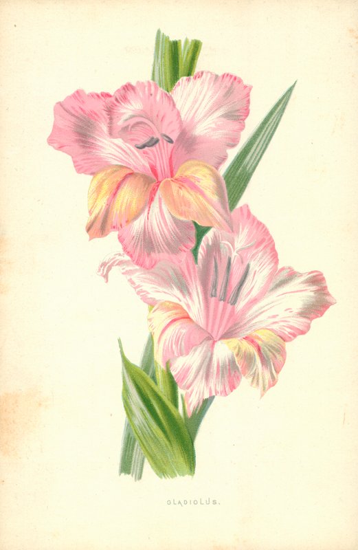Glaïeul - Frederick Edward Hulme