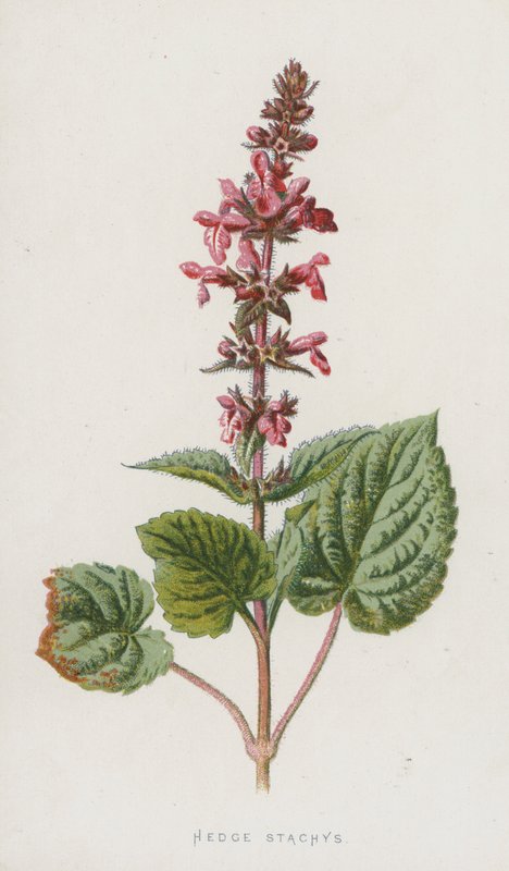 Épiaire des bois - Frederick Edward Hulme