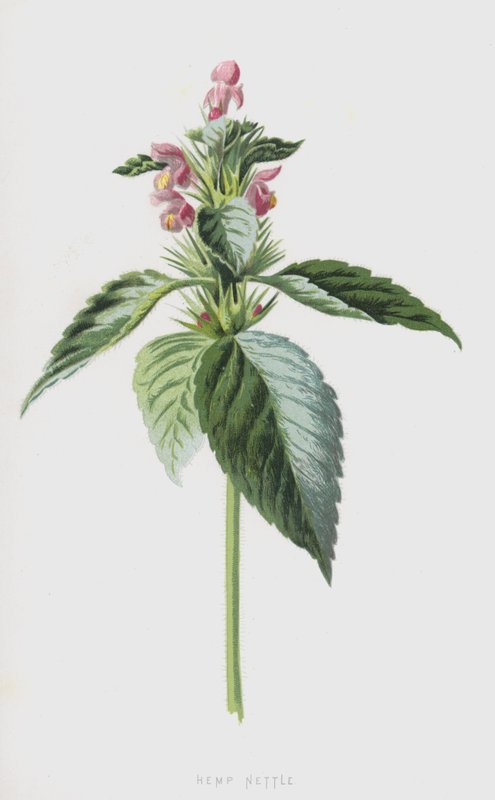 Galeopsis - Frederick Edward Hulme
