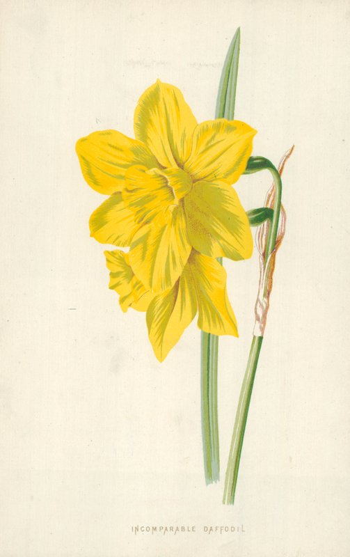 Jonquille incomparable - Frederick Edward Hulme