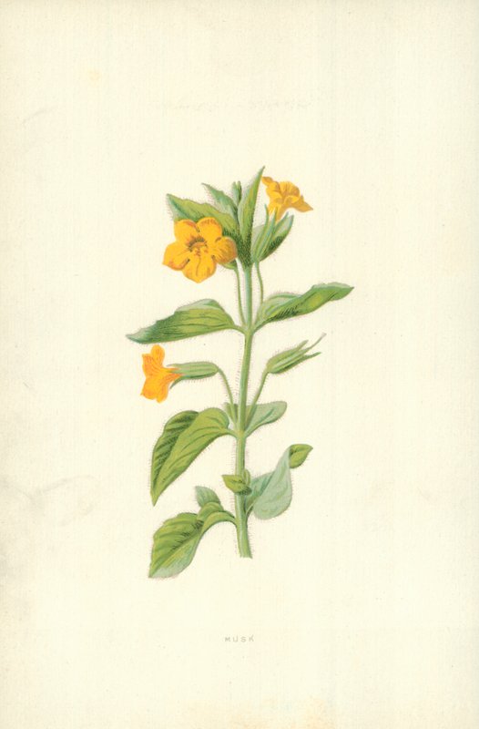 Musc - Frederick Edward Hulme
