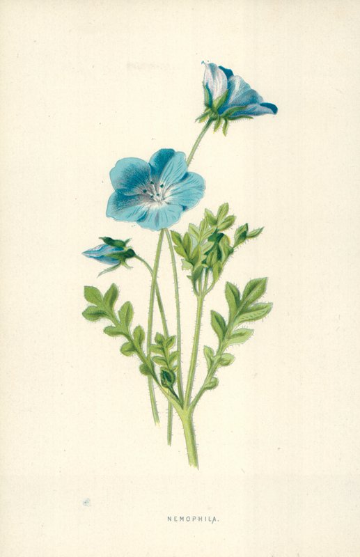 Nemophila - Frederick Edward Hulme