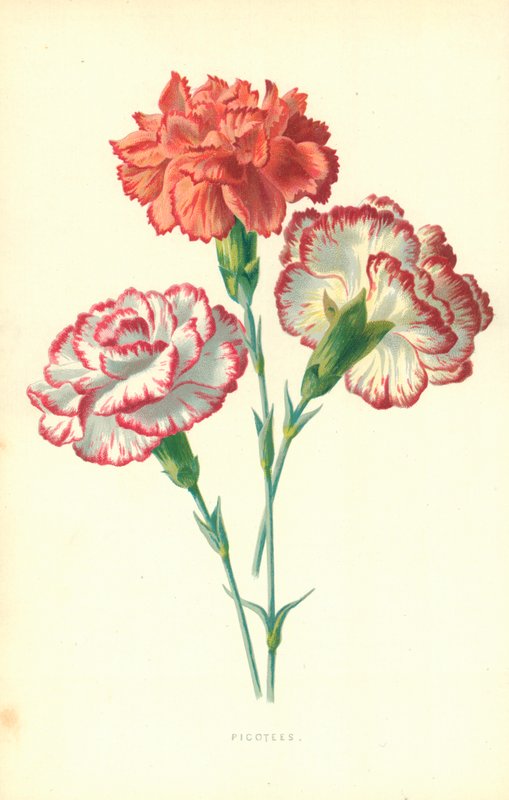 Picotees - Frederick Edward Hulme