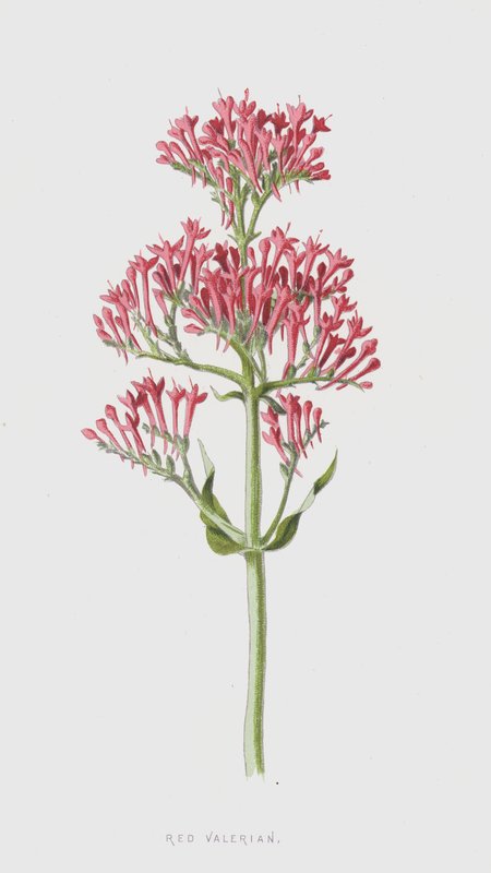 Valériane rouge - Frederick Edward Hulme