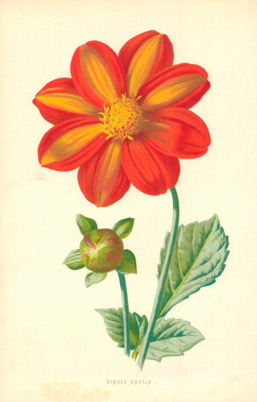Dahlia simple - Frederick Edward Hulme