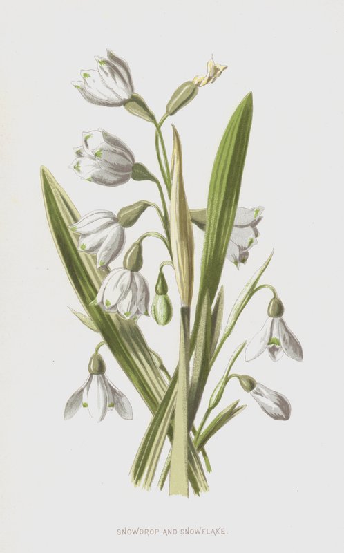 Perce-neige et Nivéole - Frederick Edward Hulme