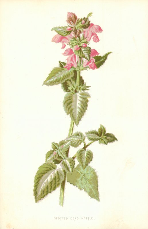 Lamier tacheté - Frederick Edward Hulme