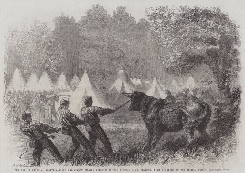 La Guerre en Amérique, Département du Quartier-Maître, abattage de bœufs dans le camp fédéral, Virginie - Frederick John Skill
