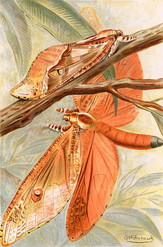 Grand papillon de nuit - Frederick William Frohawk
