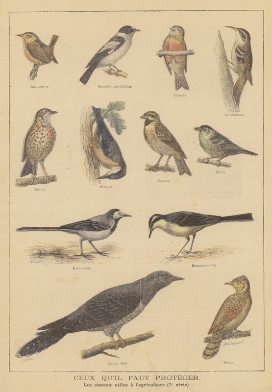 Oiseaux bénéfiques à l