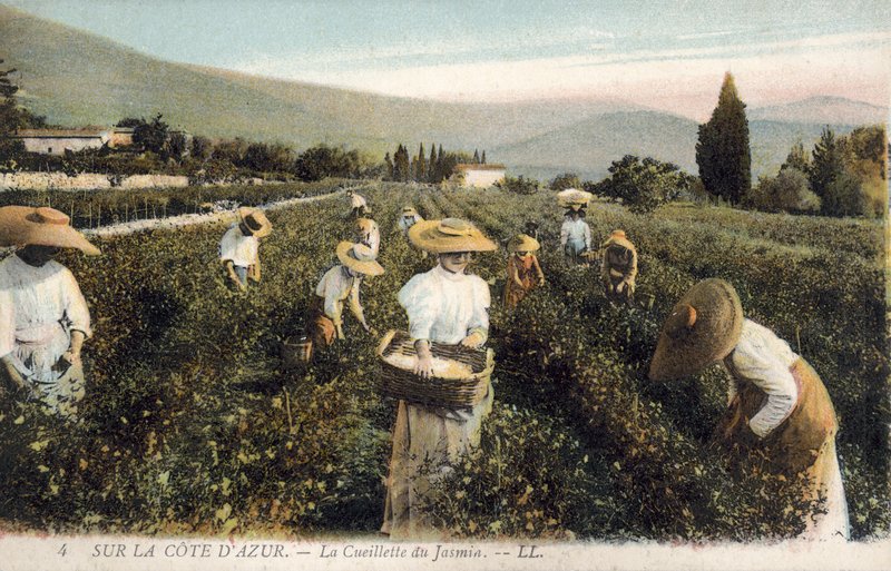 Cueilleurs de jasmin, Côte d
