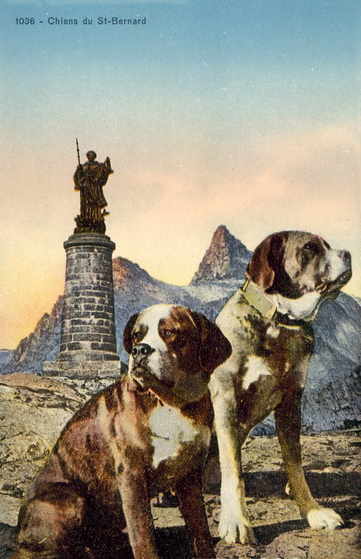 Chiens Saint-Bernard - French Photographer