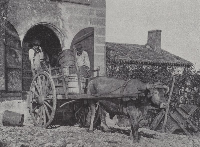 Transport de raisins récoltés par charrette à bœufs - French Photographer