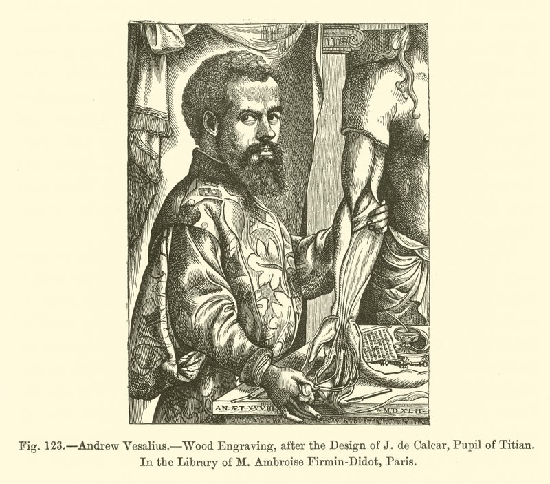 André Vésale - French School