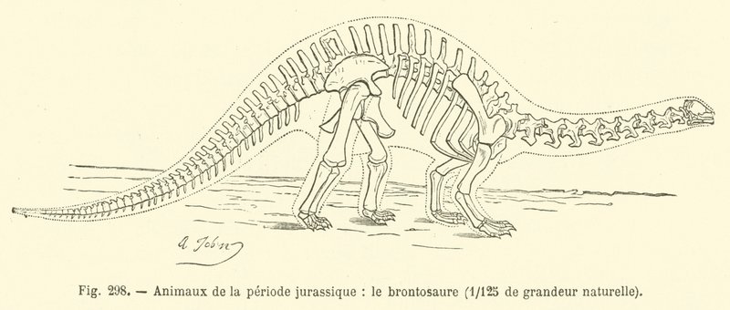 Animaux de la période jurassique, le brontosaure - French School