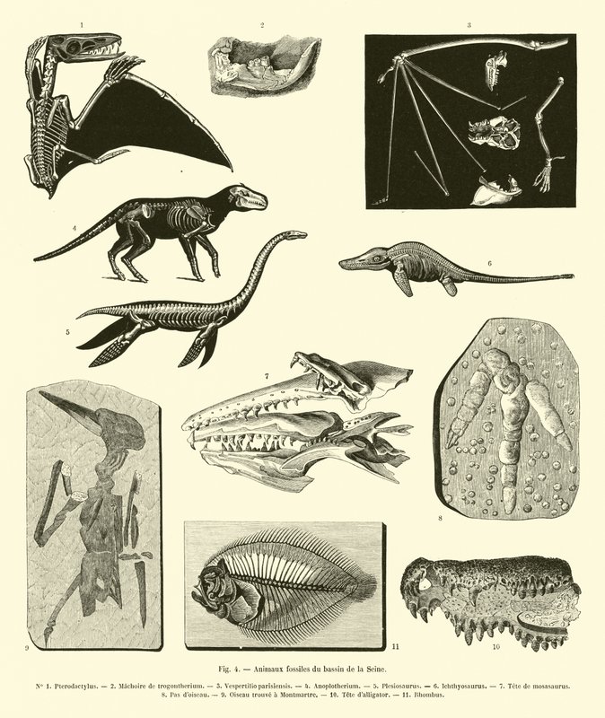 Animaux fossiles du bassin de la Seine - French School