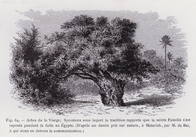 Arbre de la Vierge; Sycomore sous lequel la tradition rapporte que la Sainte Famille s