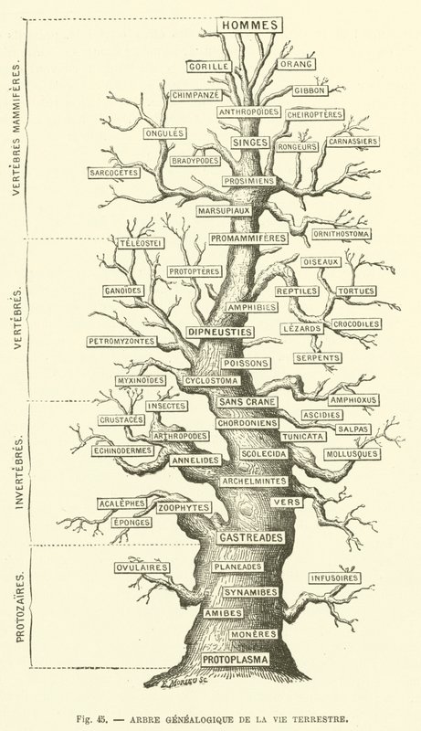 Arbre généalogique de la vie terrestre (gravure) - French School