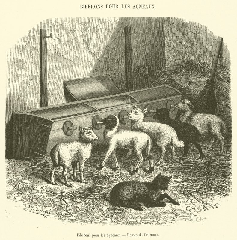 Biberons pour les agneaux - French School