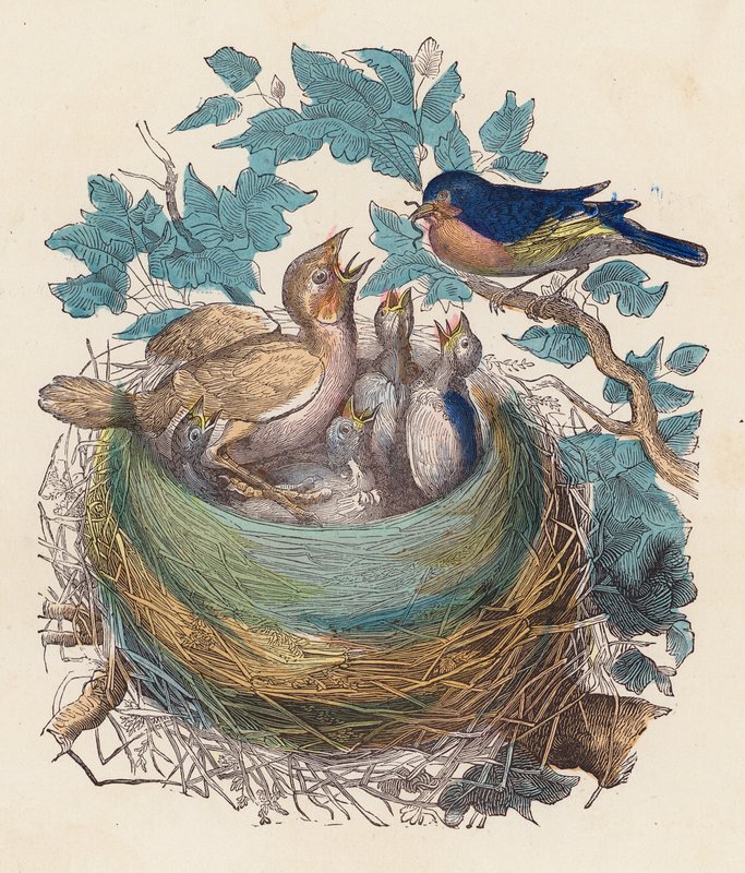 Oiseau nourrissant ses petits dans le nid - French School