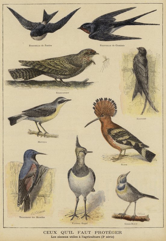Oiseaux nécessitant une protection en raison de leur utilité pour l