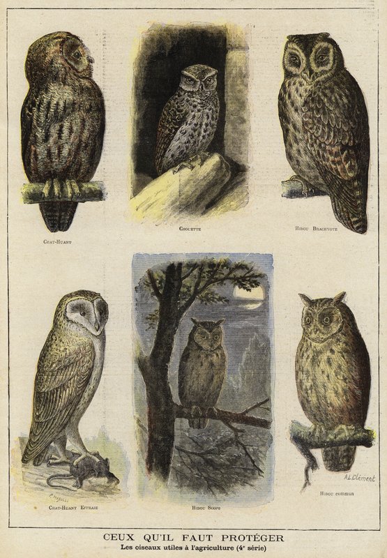 Oiseaux nécessitant une protection en raison de leur utilité pour l